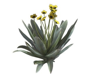 Frailejon Plant with Flowers #03