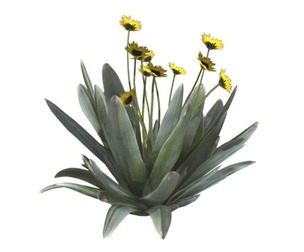 Frailejon Plant with Flowers #04