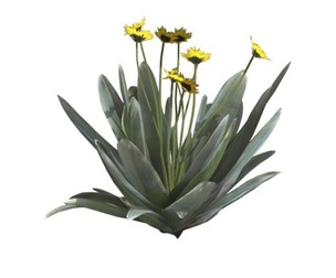 Frailejon Plant with Flowers #05