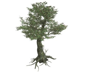 Kingsville Boxwood #01