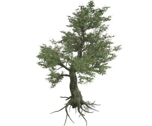 Kingsville Boxwood #02
