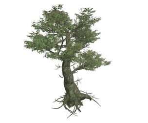 Kingsville Boxwood #03