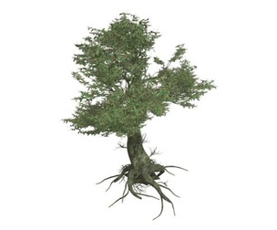Kingsville Boxwood #04