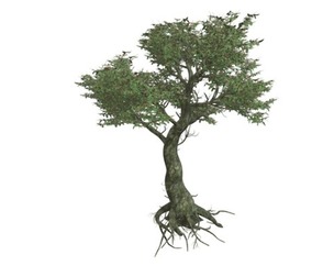 Kingsville Boxwood #05