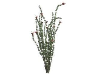 Ocotillo Plant #01