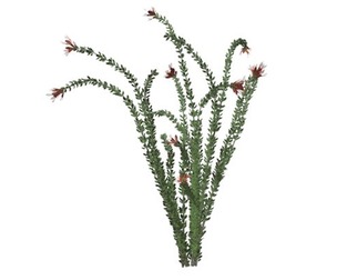 Ocotillo Plant #02