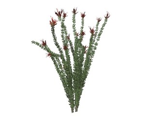 Ocotillo Plant #03