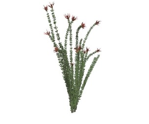 Ocotillo Plant #04