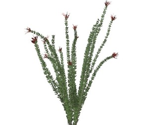 Ocotillo Plant #05