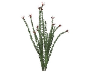 Ocotillo Plant #06