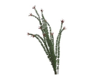 Ocotillo Plant #07