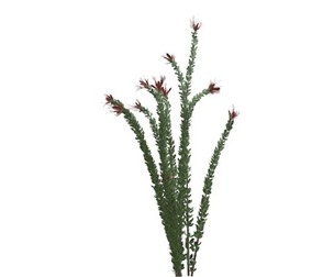 Ocotillo Plant #08