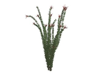 Ocotillo Plant #09