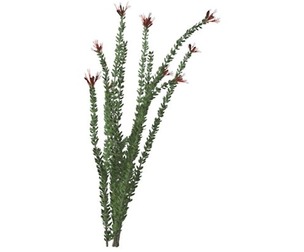 Ocotillo Plant #10