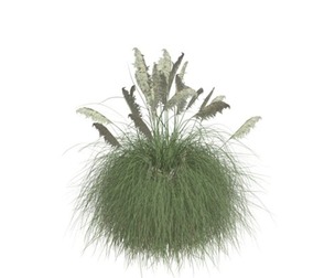 Pampas Grass #01
