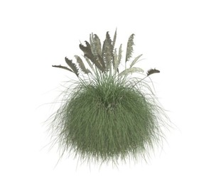 Pampas Grass #02