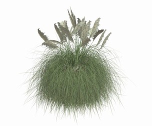 Pampas Grass #03