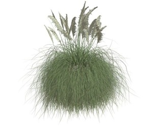 Pampas Grass #04