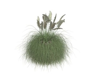 Pampas Grass #05