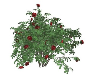 Red Rose Bush #01