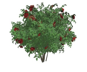 Red Rose Bush #02