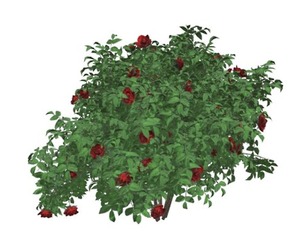 Red Rose Bush #03