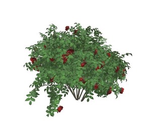 Red Rose Bush #04