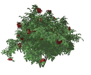 Red Rose Bush #05