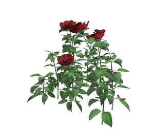 Red Rose Patch #01