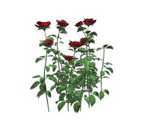 Red Rose Patch #02