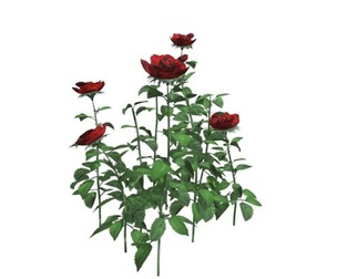 Red Rose Patch #03