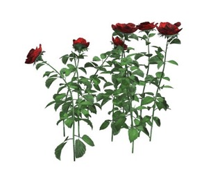 Red Rose Patch #04