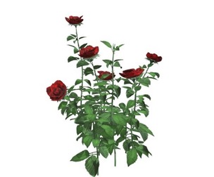 Red Rose Patch #05