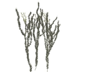 Sagebrush Plant #01
