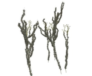 Sagebrush Plant #02