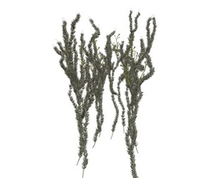 Sagebrush Plant #03