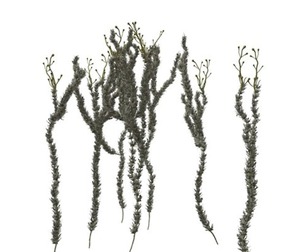Sagebrush Plant #04