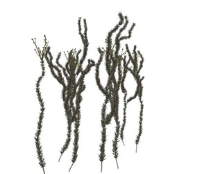 Sagebrush Plant #05