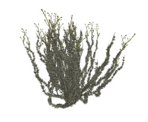 Sagebrush Bush #01