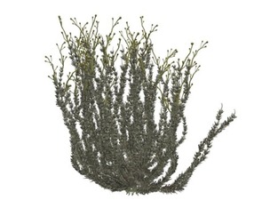 Sagebrush Bush #02