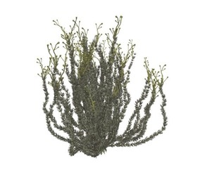 Sagebrush Bush #03