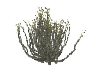 Sagebrush Bush #04