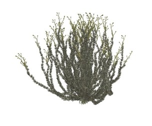 Sagebrush Bush #05