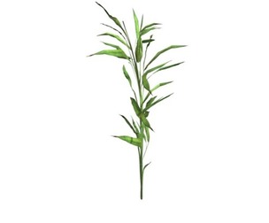 Switch Cane Plant #01