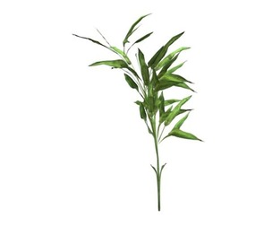 Switch Cane Plant #02
