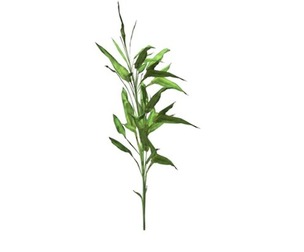Switch Cane Plant #03