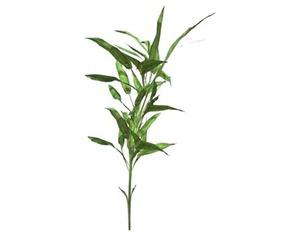 Switch Cane Plant #04