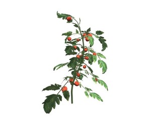 Tomato Plant #01