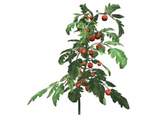 Tomato Plant #02