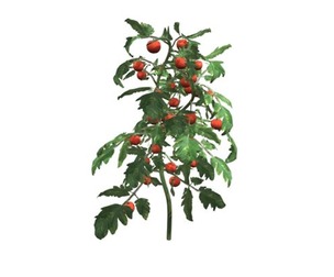 Tomato Plant #03